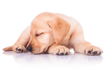 little labrador retriever puppy dog is sleeping © Viorel Sima