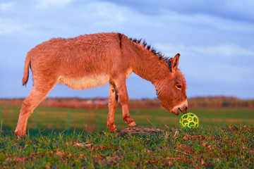 Grey donkey