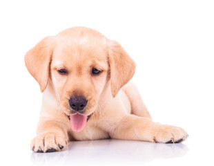 panting labrador retriever puppy dog lying down