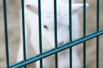 lamb behind fence