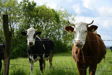 Beautiful cows on a green field