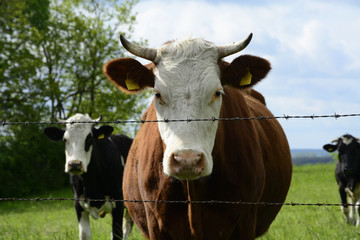 Obraz premium Beautiful cows on a green field