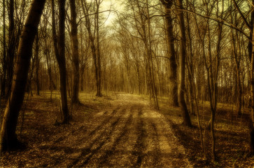 forest road