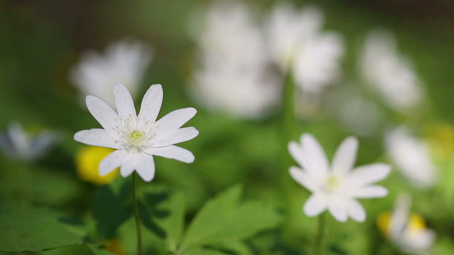 white flowers anemones in spring wood