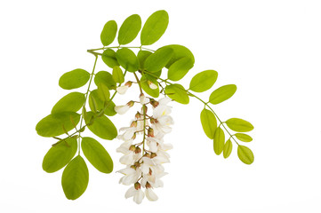 acacia flowers