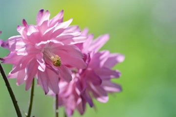 Obraz premium 西洋オダマキ ローズバロー