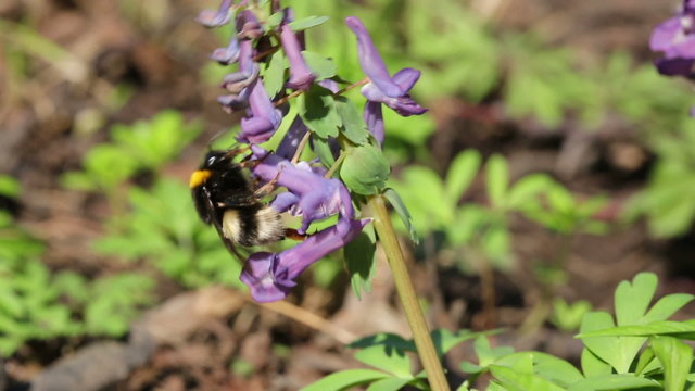 bumblebee on flower in spring forest