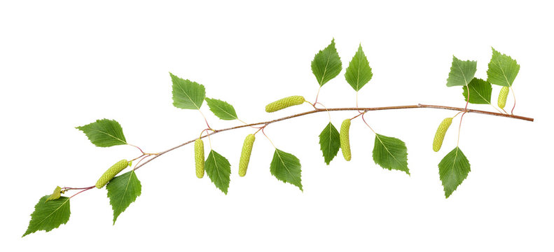 Birch Branch