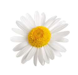 White daisy