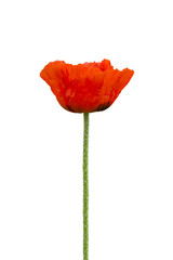 red poppy flower