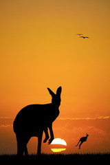 kangaroos at sunset