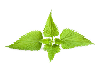  nettle