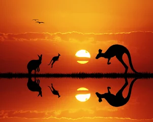 Aluminium Prints Red 2 kangaroos at sunset