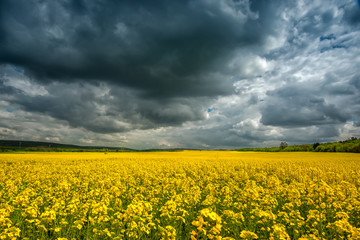 Storm clouds above a rape seed field