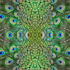 male Green Peacock feathers