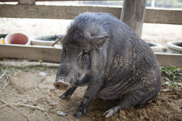 A peccary