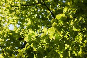 green oak leaves
