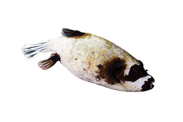 Masked puffer © serg_dibrova