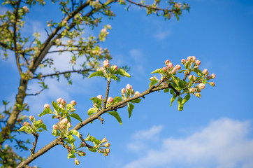 Blooming cherry tree