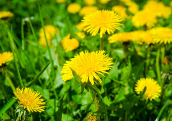 Dandelion closeup