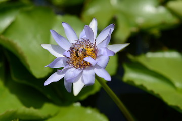 Lotus with bee