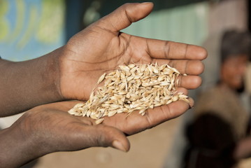 Teff grains is the main food crops in Ethiopia.