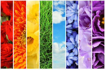 Collage of beautiful flowers, grass and sky