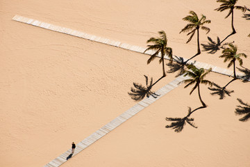 beach -palm lined