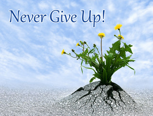 Never Give Up - 65135605