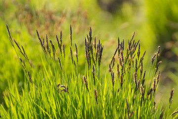 natural background