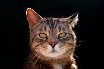 Beautiful cat portrait and black background