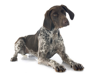 German Shorthaired Pointer