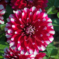 Dahlien