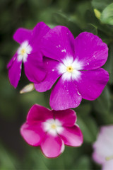 Fototapeta premium close up purple pink violet flowers