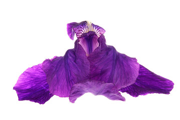 Close-up of purple iris (Iris germanica) isolated