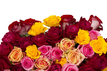 Multicolored roses