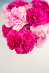 カーネーション