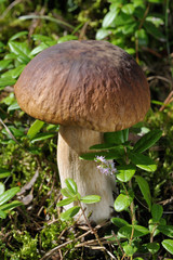 Boletus edulis