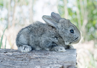 Cottontail bunny rabbit eating grass
