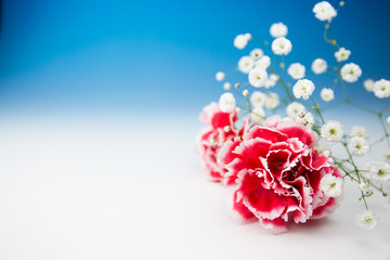 カーネーション