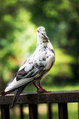 Free flying pigeon