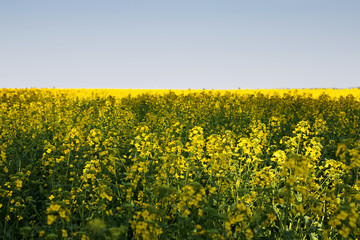 Obraz premium Colza field