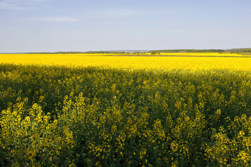 Colza field