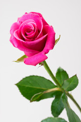 Fototapeta premium 紅い薔薇