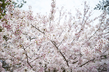 Cherry blossoms