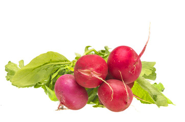 Bunch fresh radish