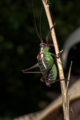 Grasshopper Bradyporidae on the dark background.