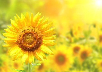 Obraz na płótnie Canvas Bright yellow sunflowers