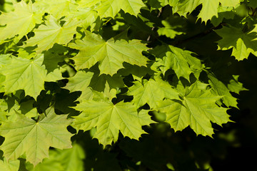 Fototapeta na wymiar Green leaves of a tree