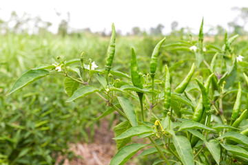 Green chili on chili tree